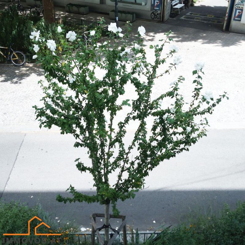 ***Naehe Margaretenplatz/ U4-Station Pilgramgasse**** /  / 1050 Wien 5.,Margareten / Bild 2
