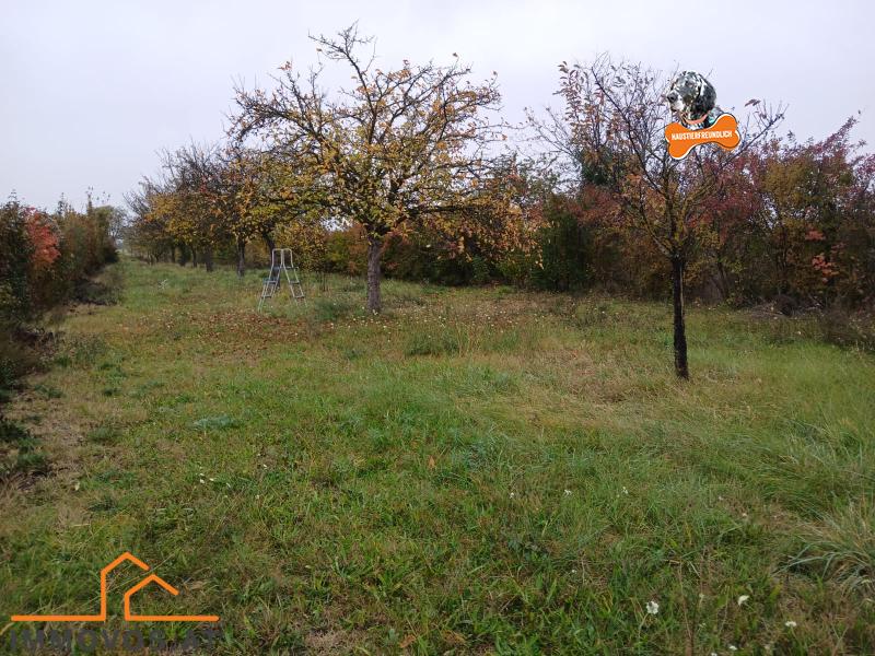 Obstgarten.jpeg